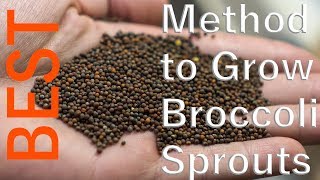The BEST Method for Growing Broccoli Sprouts