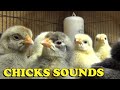 Chicks chirping sounds  baby chicken sounds 2 hours 20 minutes