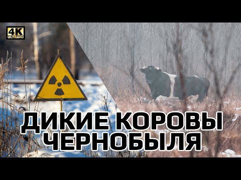 Дикие коровы в Чернобыле. Правда или миф? Wild Cows in Chernobyl, myth or true story?