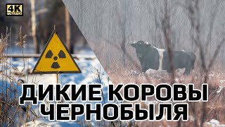 Wild Chernobyl cows. Filmed on a drone!