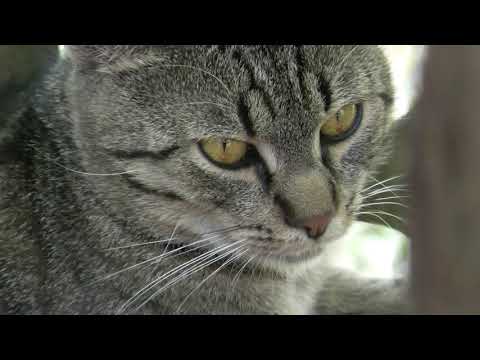 Video: Ako Vyvolať Zvracanie U Mačky