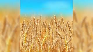 For Osvaldo de Leon Fields of Gold My Cover