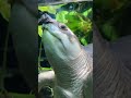 Hello Adorable "Flying" Turtle