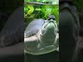 Hello Adorable "Flying" Turtle