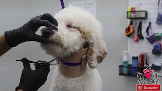 Love these Short Curved Scissors for Face and Feet Dog Grooming