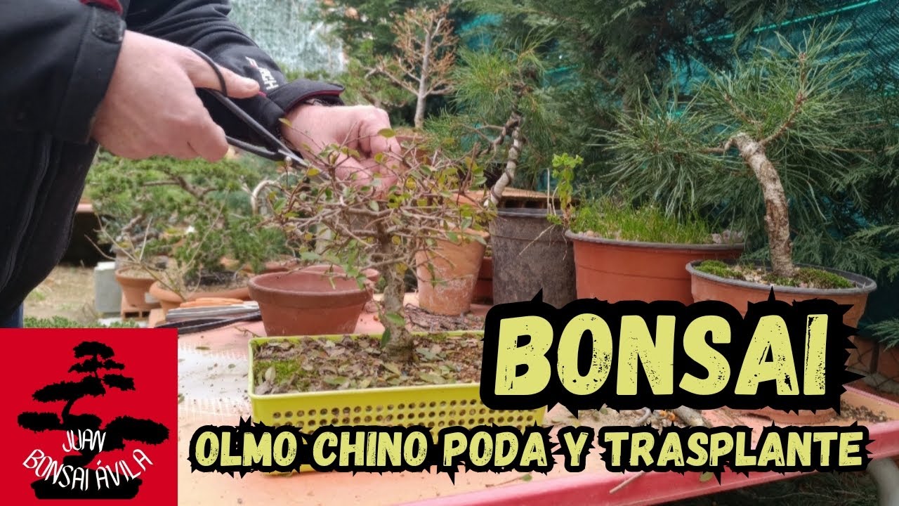 Poda y trasplante a pre bonsai de olmo chino tras bastante tiempo de estar a su aire #bonsai