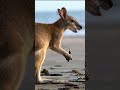 Кенгуру: Австралийский прыгун с сумкой 😉 #природа #животные #кенгуру