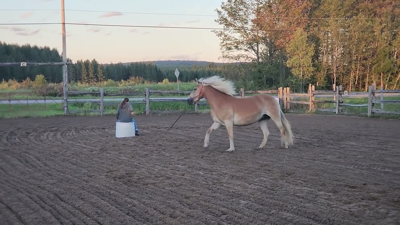 Parelli L3 online Sara-Ève & Seabell