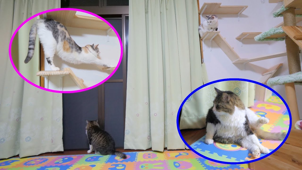 可愛い画像 Boss Cat come to sister's room as usual and Calico Cat Sister observes it from above.