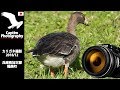 カリガネ 幼鳥 飛来 兵庫県 加古郡 稲美町 2018/12 野鳥 撮影 | Captim Photography