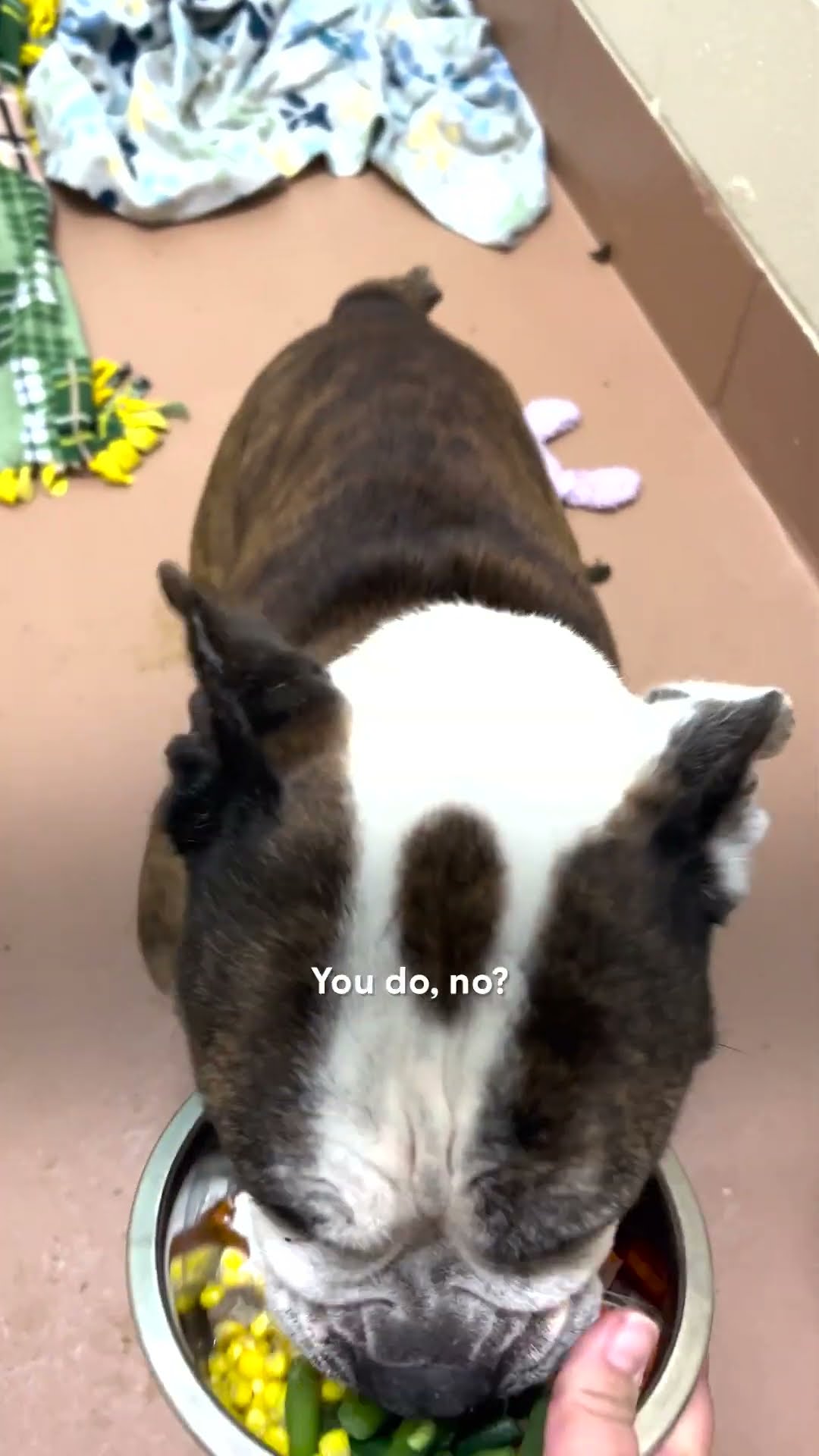 Shelter Dogs Get To Celebrate Thanksgiving With A Homemade Meal | The Dodo