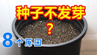 8个原因解释为什么种子不发芽, 育苗育种常见问题, 种菜准备 8 reasons why seeds won't germinate (Eng Subtitle)