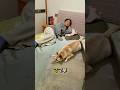 ママ、早く起きて！ベッドの上に危険な犬がいる…でもそれは3Dベッドシーツのマジックだった 🛏️😳#sports