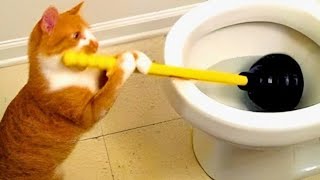 FUNNY CATS😼 and DOGS🐶 & other ANIMALS 🐾🐾 New FUNNIEST ANIMALS videos 2023