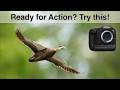 Birds Photography in the City Park – My Top Tips