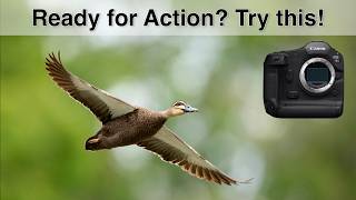 Birds Photography in the City Park – My Top Tips