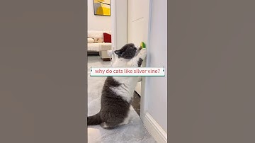 why do cats like silver vine?