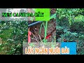 CHIA SẺ QUY TRÌNH KỸ THUẬT &amp; PHÂN BÓN CỦA MỘT ANH CHỦ FARM THÀNH CÔNG #farming 