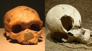 Scientists Discover A 7 Million-Year-Old Skull That Rewrites The Story of Human Evolution!