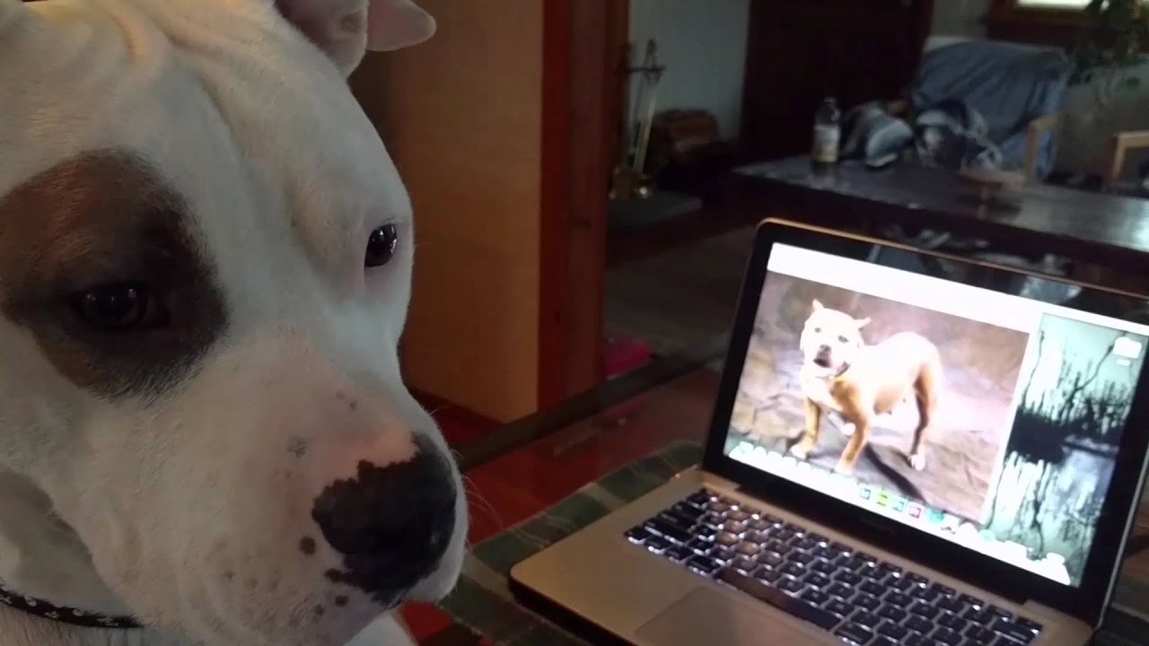 Idiot savant or undisputed champion of dog sitting? YouTube