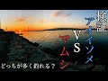 【投げ釣り】アオイソメとマムシどっちが多く釣れるか検証してみた