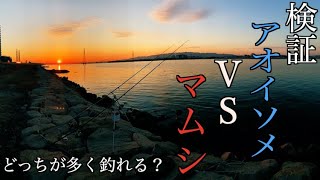 【投げ釣り】アオイソメとマムシどっちが多く釣れるか検証してみた