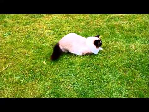 Video: Kattes Pot (gress) - Nyttige Egenskaper Og Bruksområder For Kattens Pot, Blomster Av Kattens Pot