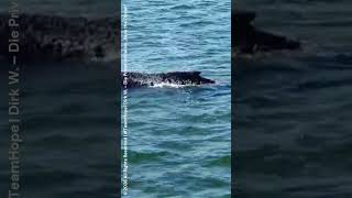 Exklusive Drohnenaufnahmen: Buckelwal Hope vor der Insel Poel – Bewegende Bilder vom 11. April 2026