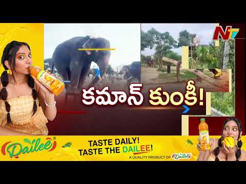 AP Kumki Elephants: ఆసక్తికరంగా కుంకీ ఏనుగుల శిక్షణ | NTV Telugu - NTVTELUGU
