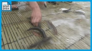 ヌルヌルで逃げちゃった」歓声をあげて地元小学生らがアユのつかみ取り 