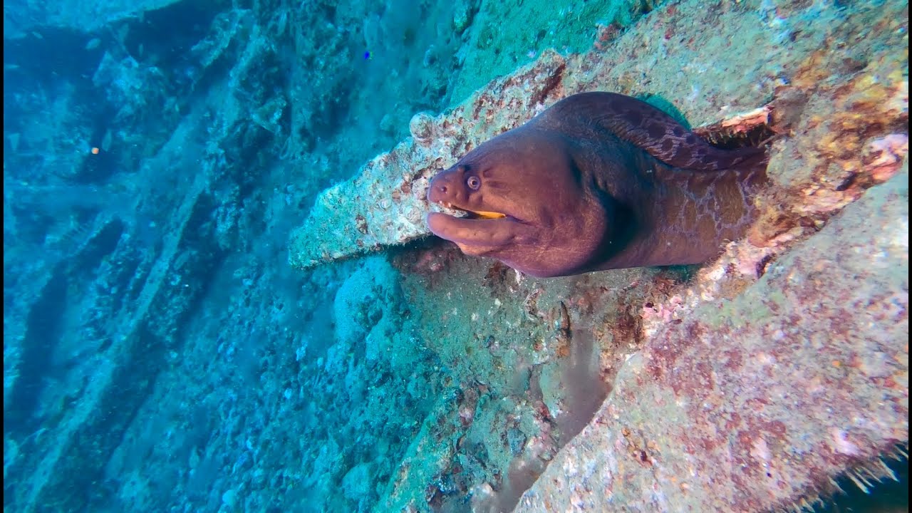 Caribsea Wreck Diving