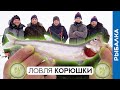 Ловля корюшки зимой: лунки, снасти, огурцы! Зимняя рыбалка на Финском заливе