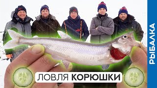 видео: Ловля корюшки зимой: лунки, снасти, огурцы! Зимняя рыбалка на Финском заливе картинка: Ловля корюшки зимой: лунки, снасти, огурцы! Зимняя рыбалка на Финском заливе