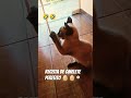 #cosplay #kpop #trend #viralvideo #foryou #gatos