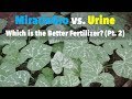 MiracleGro vs Urine: Which is the Better Fertilizer? (Part 2)