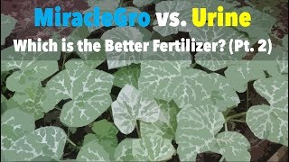 MiracleGro vs Urine: Which is the Better Fertilizer? (Part 2)
