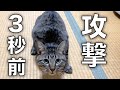 マジで飼い主を襲う3秒前...