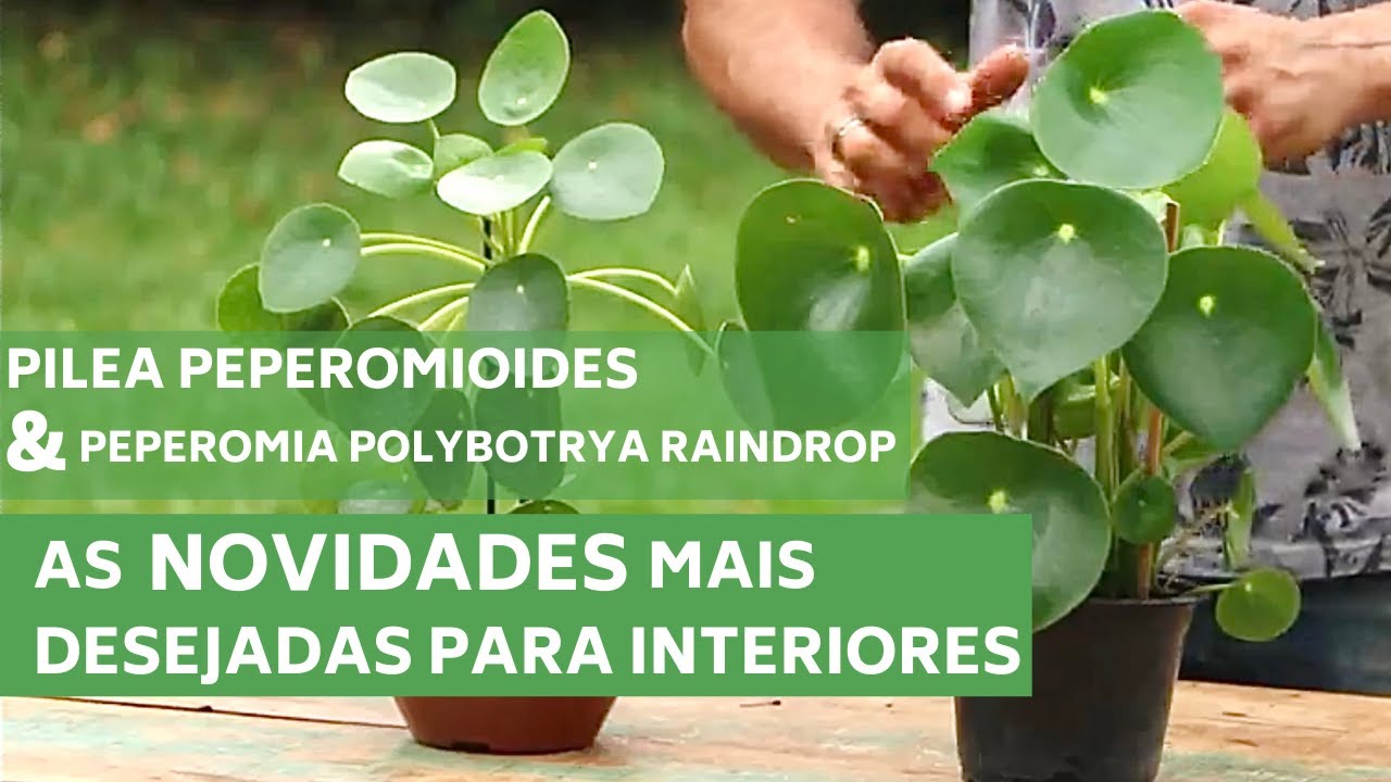 PILEA PEPEROMIOIDE E PEPEROMIA POLYBOTRYA RAINDROP - CONHEÇA AS NOVIDADES! | MURILO SOARES