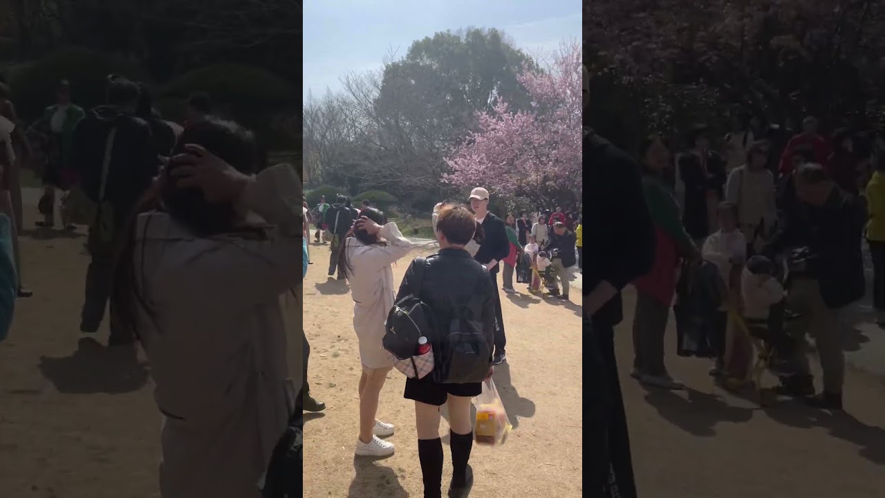Cherry Blossoms at Turtle Head Park in Wuxi, China