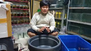 WADAH PEMBESARAN IKAN CUPANG MURAH