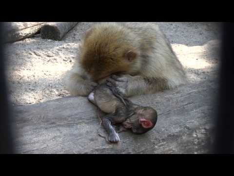 Video: Wat is een apenbaby?