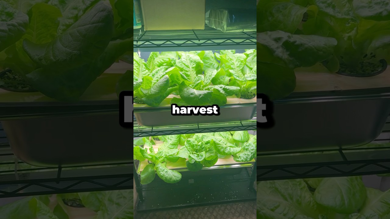 My Kratky Hydroponic System Was Finally a Success! 