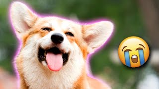Funniest Animal Voiceover Compilation