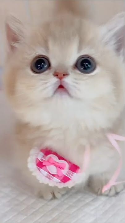 meow cantik cute kitten😽😽