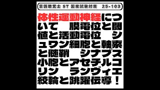 【25-103】体性運動神経について 膜電位と閾値と活動電位 シュワン細胞と軸索と髄鞘 シナプス小胞とアセチルコリン ランヴィエ絞輪と跳躍伝導! 言語聴覚士 ST 国家試験対策