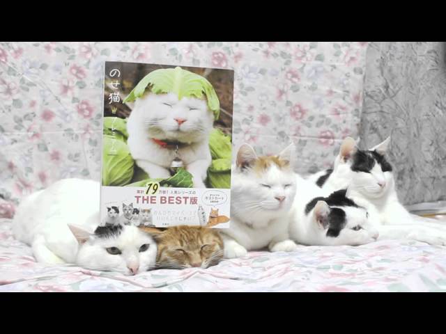 のせ猫プレミアム Youtube のせ猫プレミアム Youtube