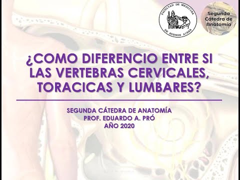 Vídeo: Diferencia Entre Vértebras Cervicales Torácicas Y Lumbares