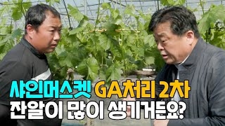 샤인머스켓 GA처리 2차 잔알이 많이 생기는건 어떻게 해야 할까?