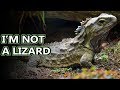 Tuatara facts: lizard look-a-likes | Animal Fact Files