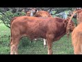Becerros de la raza Limousin